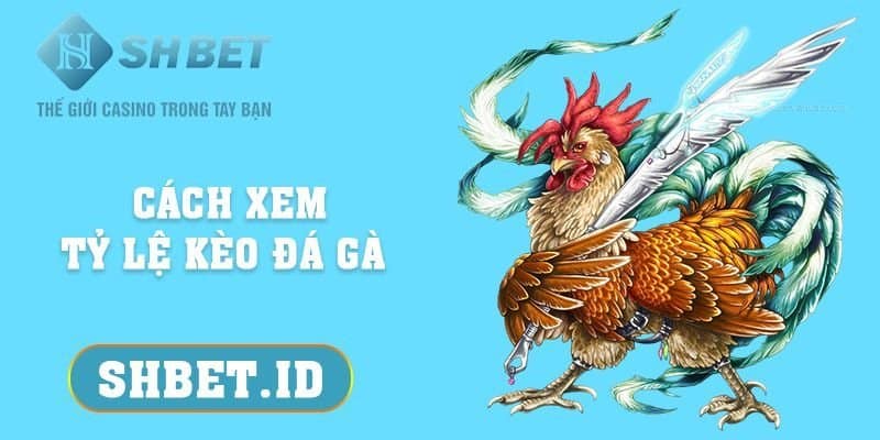 SHBET_Cách xem tỷ lệ kèo đá gà - Tổng hợp thông tin mới nhất 2023